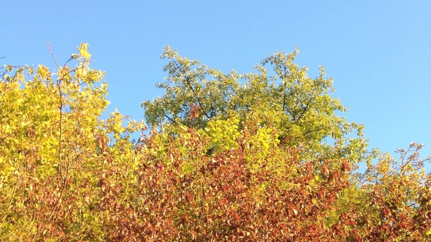 Tricolore